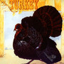 Turkey - Wild Turkey