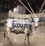 Behind The Cow - Scooter