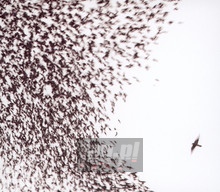 Sky Blue Sky - Wilco - bigger Sky Blue Sky - Wilco