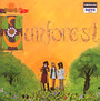 Sound Of Sunforest - Forest Sun