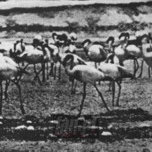 Flamingo - Kellarissa