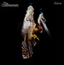 Falcon - Courteeners