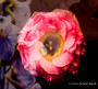 Crooked - Kristin Hersh