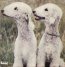 Goodbye Bread - Ty Segall - bigger Goodbye Bread - Ty Segall