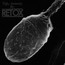 Ugly Animals - Retox