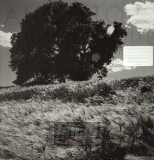 Invisible White - Ancestors