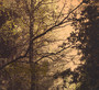 Herbstpfad - Daemmerfarben