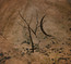 Nettlecarrier - Nettlecarrier Nettlecarrier - Nettlecarrier