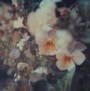 Luz - Every Hidden Color