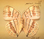 White Moth - Xavier Rudd