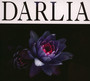 Petals - Darlia