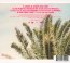 Eternels Jusqu#A Demain - Thomas Dutronc