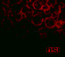 Blood - O.S.I. Blood - O.S.I.