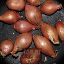 Fried Shallots - Ty Segall