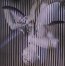 Always Ascending - Franz Ferdinand - bigger Always Ascending - Franz Ferdinand