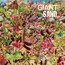 Returns To Valley Of Rain - Giant Sand