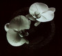 Corpse Flower - Mike Patton  & Jean-Claud Vannier