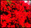 Bougainvillea Suite - Brant Bjork Bougainvillea Suite - Brant Bjork