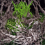 Gloomlord - Worm