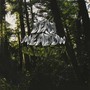 Old Growth - Dead Meadow