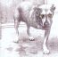 Alice In Chains - Alice In Chains