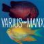 Ego - Varius Manx
