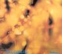 Reflection - Steamhammer