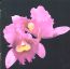 Orchid - Opeth