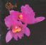 Orchid - Opeth
