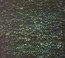 The Order Of Things - Tarentel The Order Of Things - Tarentel