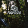 Old Growth - Dead Meadow