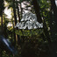 Old Growth - Dead Meadow