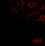 Blood - O.S.I.