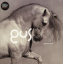 Arabian Horse - Gus Gus