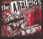 Pełnoletnia Oi! Młodzież - The Analogs