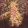 Mother Of Virtues - Pyrrhon