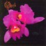 Orchid - Opeth