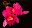 Orchid - Opeth