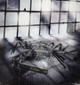 Confessions - Alesana