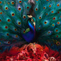 Sorceress - Opeth