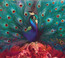 Sorceress - Opeth