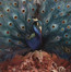 Sorceress - Opeth