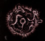 Darkness Transcend - Setentia