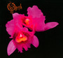 Orchid - Opeth