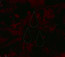 AFI - The Blood Album - AFI   