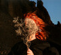 Silver Eye - Goldfrapp