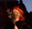 Silver Eye - Goldfrapp