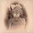 The Light Is Leaving Us All - Current 93