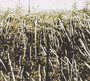Próchno - Próchno