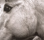 Bonny Light Horseman - Bonny Light Horseman